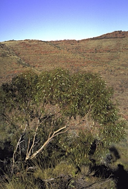 APII jpeg image of Eucalyptus lucens  © contact APII