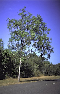 APII jpeg image of Corymbia polycarpa  © contact APII