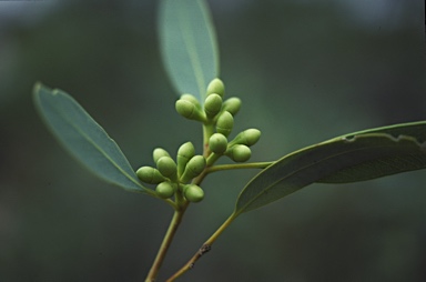 APII jpeg image of Eucalyptus ammophila  © contact APII