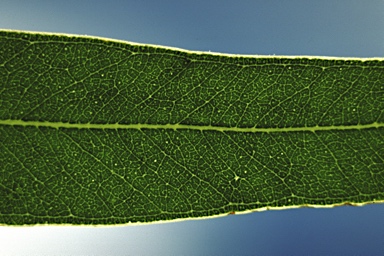 APII jpeg image of Eucalyptus cloeziana  © contact APII