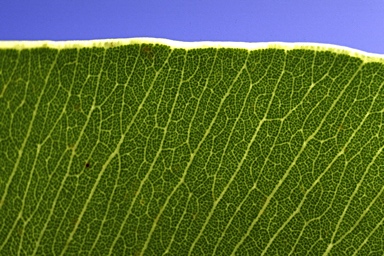 APII jpeg image of Corymbia curtipes  © contact APII