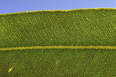 APII jpeg image of Corymbia nesophila  © contact APII