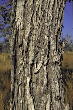 APII jpeg image of Eucalyptus pruinosa subsp. tenuata  © contact APII