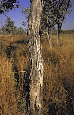 APII jpeg image of Eucalyptus pruinosa subsp. tenuata  © contact APII