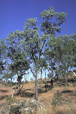APII jpeg image of Eucalyptus staigeriana  © contact APII
