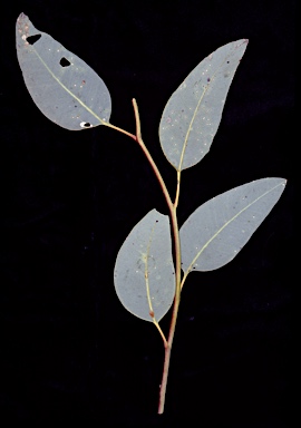 APII jpeg image of Eucalyptus zygophylla  © contact APII