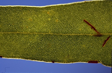 APII jpeg image of Eucalyptus zygophylla  © contact APII