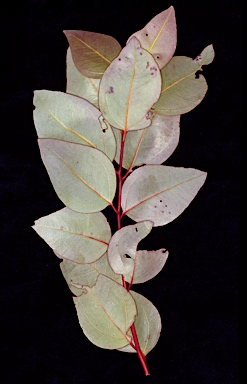 APII jpeg image of Eucalyptus zygophylla  © contact APII