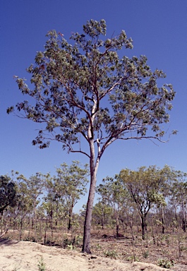 APII jpeg image of Eucalyptus zygophylla  © contact APII