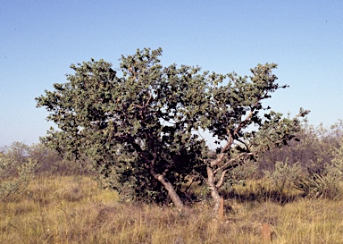 APII jpeg image of Corymbia zygophylla  © contact APII