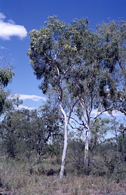 APII jpeg image of Corymbia zygophylla  © contact APII