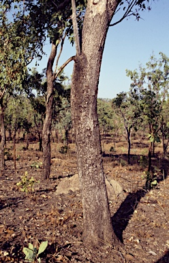 APII jpeg image of Eucalyptus zygophylla  © contact APII