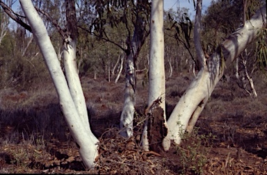 APII jpeg image of Eucalyptus camaldulensis subsp. refulgens  © contact APII