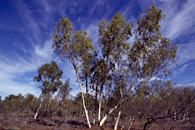 APII jpeg image of Eucalyptus camaldulensis subsp. refulgens,<br/>Taxandria juniperina  © contact APII