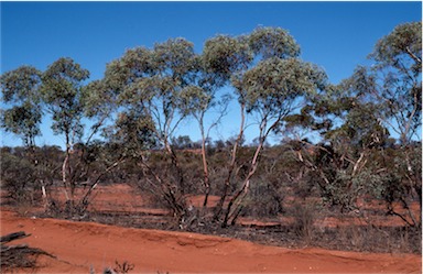 APII jpeg image of Eucalyptus socialis subsp. victoriensis  © contact APII