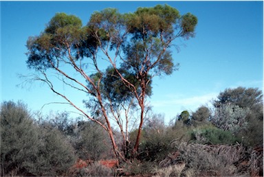 APII jpeg image of Eucalyptus formanii  © contact APII