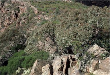 APII jpeg image of Eucalyptus goniocalyx subsp. exposa  © contact APII