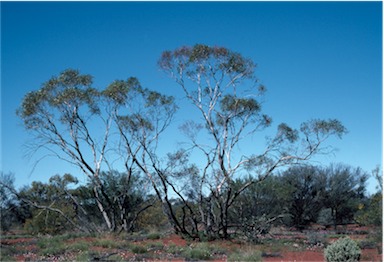 APII jpeg image of Eucalyptus oleosa subsp. oleosa  © contact APII