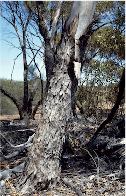 APII jpeg image of Eucalyptus griffithsii  © contact APII