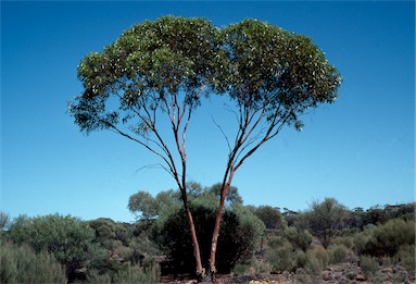 APII jpeg image of Eucalyptus griffithsii  © contact APII