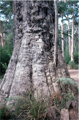 APII jpeg image of Eucalyptus jacksonii  © contact APII