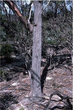 APII jpeg image of Eucalyptus kessellii  © contact APII