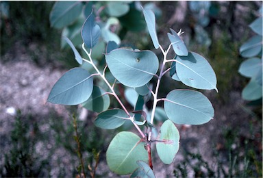 APII jpeg image of Eucalyptus kessellii  © contact APII