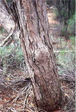 APII jpeg image of Eucalyptus insularis  © contact APII