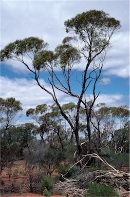 APII jpeg image of Eucalyptus kochii subsp. plenissima  © contact APII