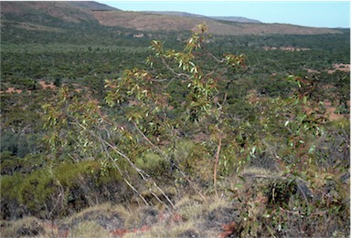 APII jpeg image of Eucalyptus lansdowneana  © contact APII