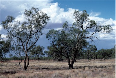 APII jpeg image of Eucalyptus largiflorens  © contact APII