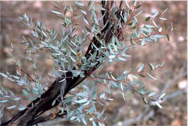 APII jpeg image of Eucalyptus leptophylla  © contact APII