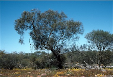 APII jpeg image of Eucalyptus leptopoda  © contact APII