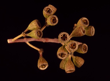 APII jpeg image of Eucalyptus loxophleba subsp. loxophleba  © contact APII