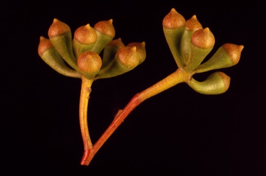 APII jpeg image of Eucalyptus loxophleba subsp. gratiae  © contact APII