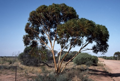 APII jpeg image of Eucalyptus loxophleba subsp. lissophloia  © contact APII