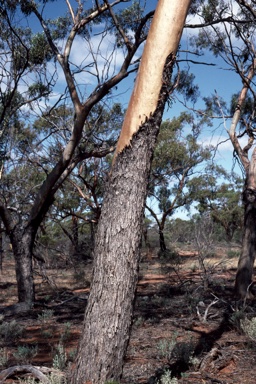 APII jpeg image of Eucalyptus loxophleba subsp. supralaevis  © contact APII