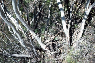 APII jpeg image of Eucalyptus leptopoda subsp. elevata  © contact APII