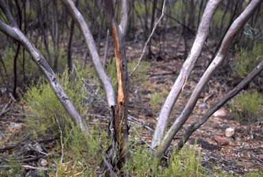 APII jpeg image of Eucalyptus sp. Flinders Ranges  © contact APII