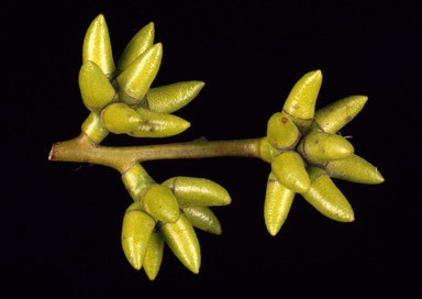 APII jpeg image of Eucalyptus amplifolia subsp. sessiflora  © contact APII