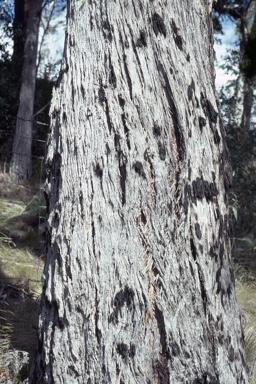 APII jpeg image of Eucalyptus fastigata  © contact APII