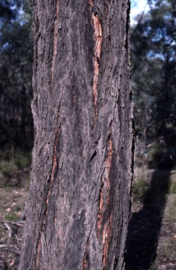 APII jpeg image of Eucalyptus fibrosa subsp. nubila  © contact APII