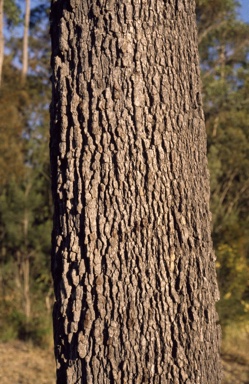 APII jpeg image of Corymbia gummifera  © contact APII