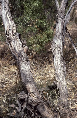 APII jpeg image of Eucalyptus incrassata  © contact APII