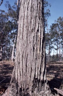 APII jpeg image of Eucalyptus laevopinea  © contact APII