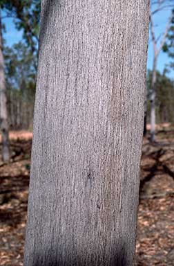 APII jpeg image of Eucalyptus tetrodonta  © contact APII