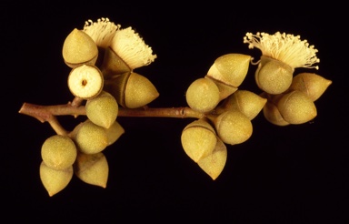 APII jpeg image of Eucalyptus mannensis subsp. vespertina  © contact APII