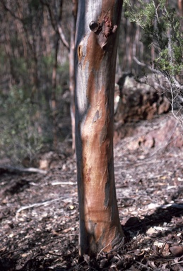 APII jpeg image of Eucalyptus megacornuta  © contact APII