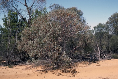 APII jpeg image of Eucalyptus oldfieldii  © contact APII