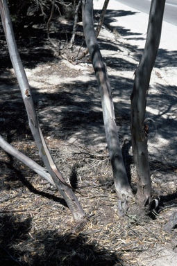 APII jpeg image of Eucalyptus oleosa subsp. oleosa  © contact APII